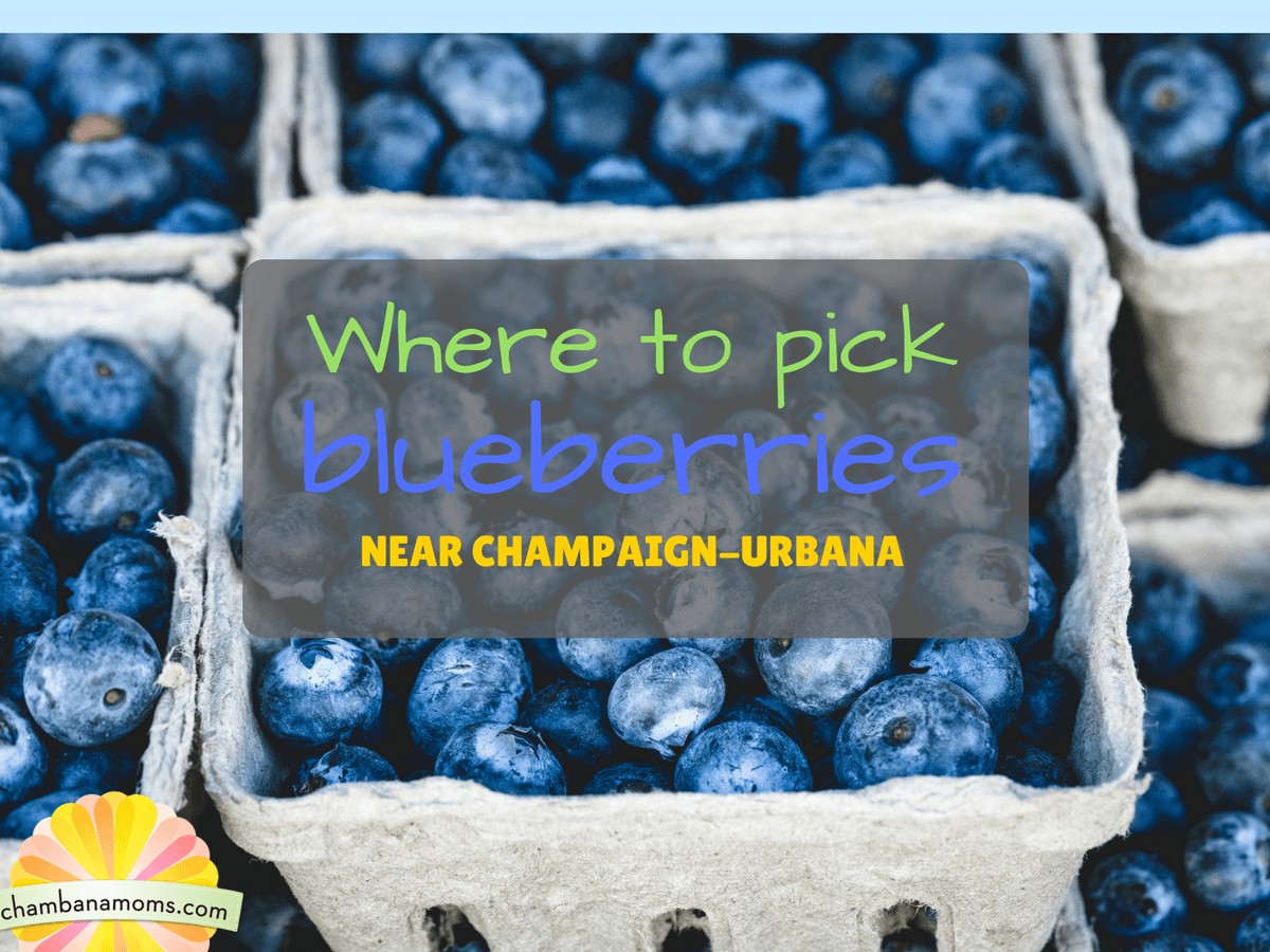 Blueberry Picking Around and Near Champaign-Urbana ...