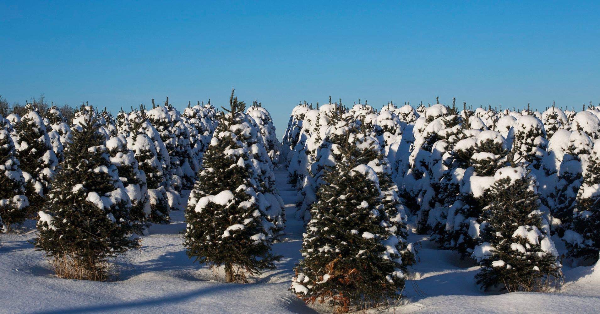 How to Chop Down Your Own Christmas Tree in the Shawnee National Forest – For $5 (or Less)