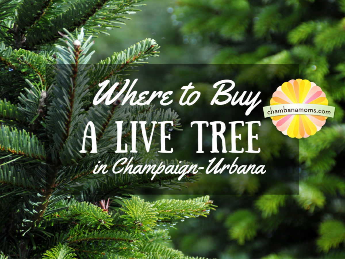 Christmas Tree Farms Near Champaign-Urbana