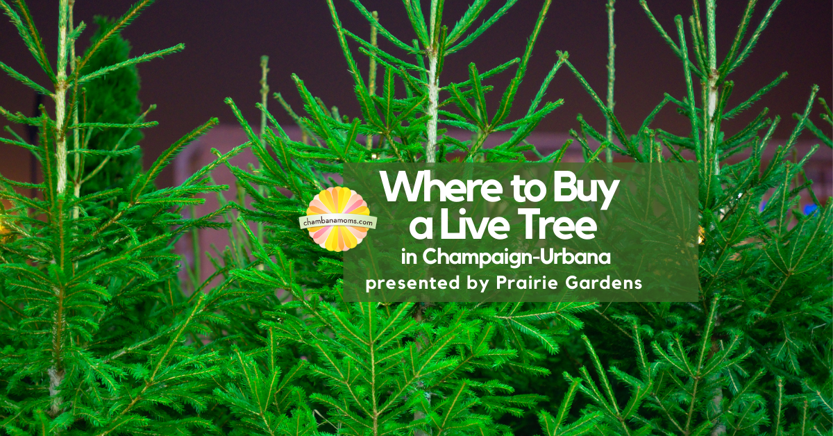 Where to Buy a Live Christmas Tree Near Champaign-Urbana